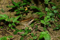 Nidirana mangveni