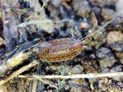 Porcellionides sexfasciatus