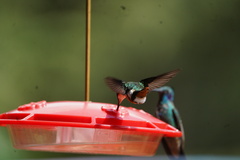 Chaetocercus mulsant