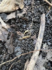 Bipalium pennsylvanicum