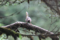 Trochalopteron elliotii