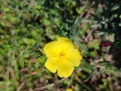 Cistus calycinus