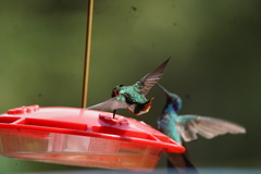 Chaetocercus mulsant