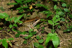 Nidirana mangveni