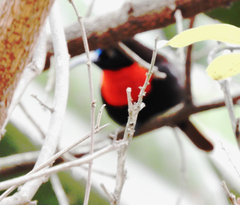 Chalcomitra senegalensis
