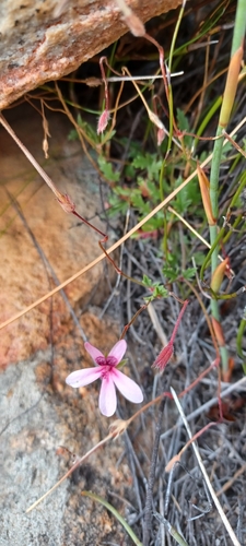 Image of Bicolour Storksbill (Pelargonium capillare) by (c) Danie Palm, some rights reserved (CC BY)