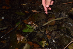 Fejervarya multistriata