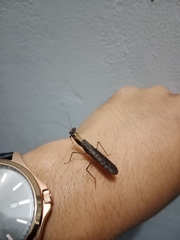 Amantis
