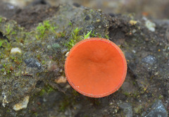 Melastiza cornubiensis