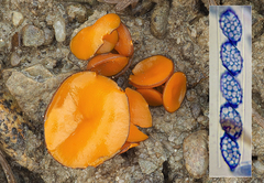 Melastiza cornubiensis