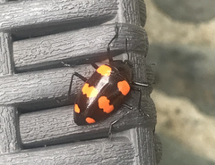 Scaphidomorphus bosci