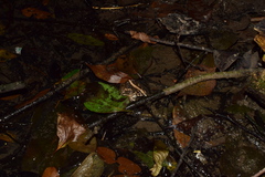 Fejervarya multistriata