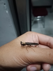 Amantis