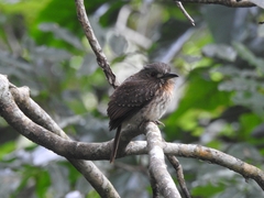 Malacoptila panamensis