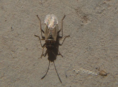 Lygaeidae