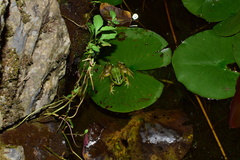 Pelophylax fukienensis