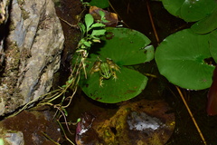 Pelophylax fukienensis