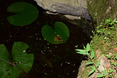 Pelophylax fukienensis