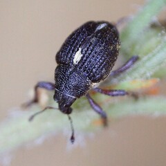 Rhinoncus leucostigma