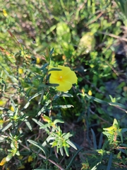 Cistus calycinus