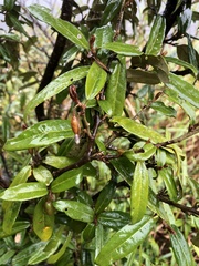 Elaeagnus formosana