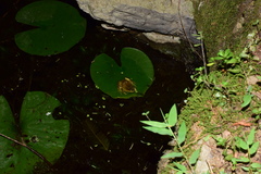 Pelophylax fukienensis