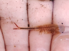 Chirocephalus diaphanus