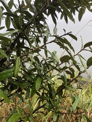 Elaeagnus formosana