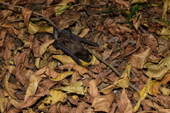 Nyctalus plancyi