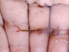 Chirocephalus diaphanus