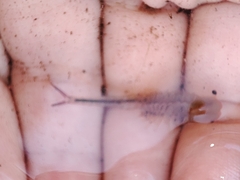 Chirocephalus diaphanus