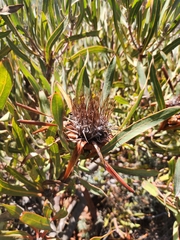 Protea burchellii