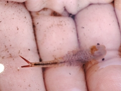 Chirocephalus diaphanus