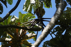 Cecropia