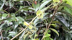 Smilax ocreata