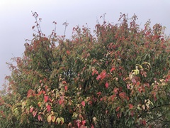 Acer morrisonense