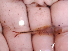 Chirocephalus diaphanus