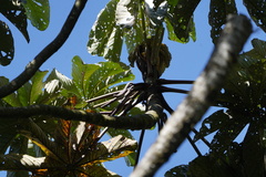 Cecropia