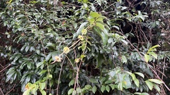 Smilax ocreata
