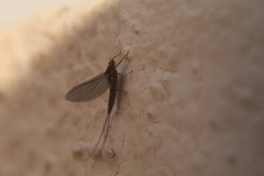 Callibaetis pictus