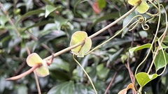 Smilax ocreata