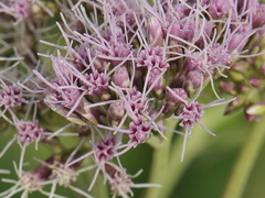Eupatorium cannabinum cannabinum