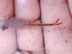 Chirocephalus diaphanus