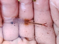 Chirocephalus diaphanus