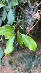 Cinnamomum reticulatum