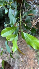 Cinnamomum reticulatum