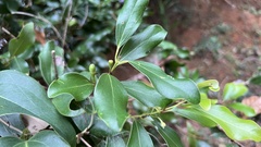 Cinnamomum reticulatum