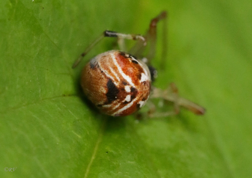 Prachtkogelspin, Tauragės r. sav., Lietuva, photo 9 of 10