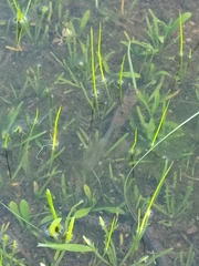 Chirocephalus diaphanus