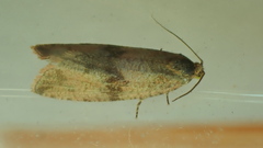 Celypha striana